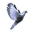 colomba.gif (18341 bytes)
